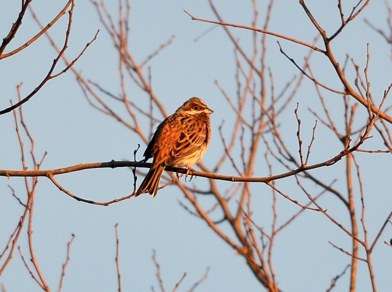 Zigolo golarossa  (Emberiza leucocephalos)